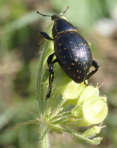 Curculionidae da Id.: Liparus sp.